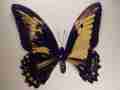 Papilio gynandromorph (Internet Image property of respective owner, non-commercial use only)